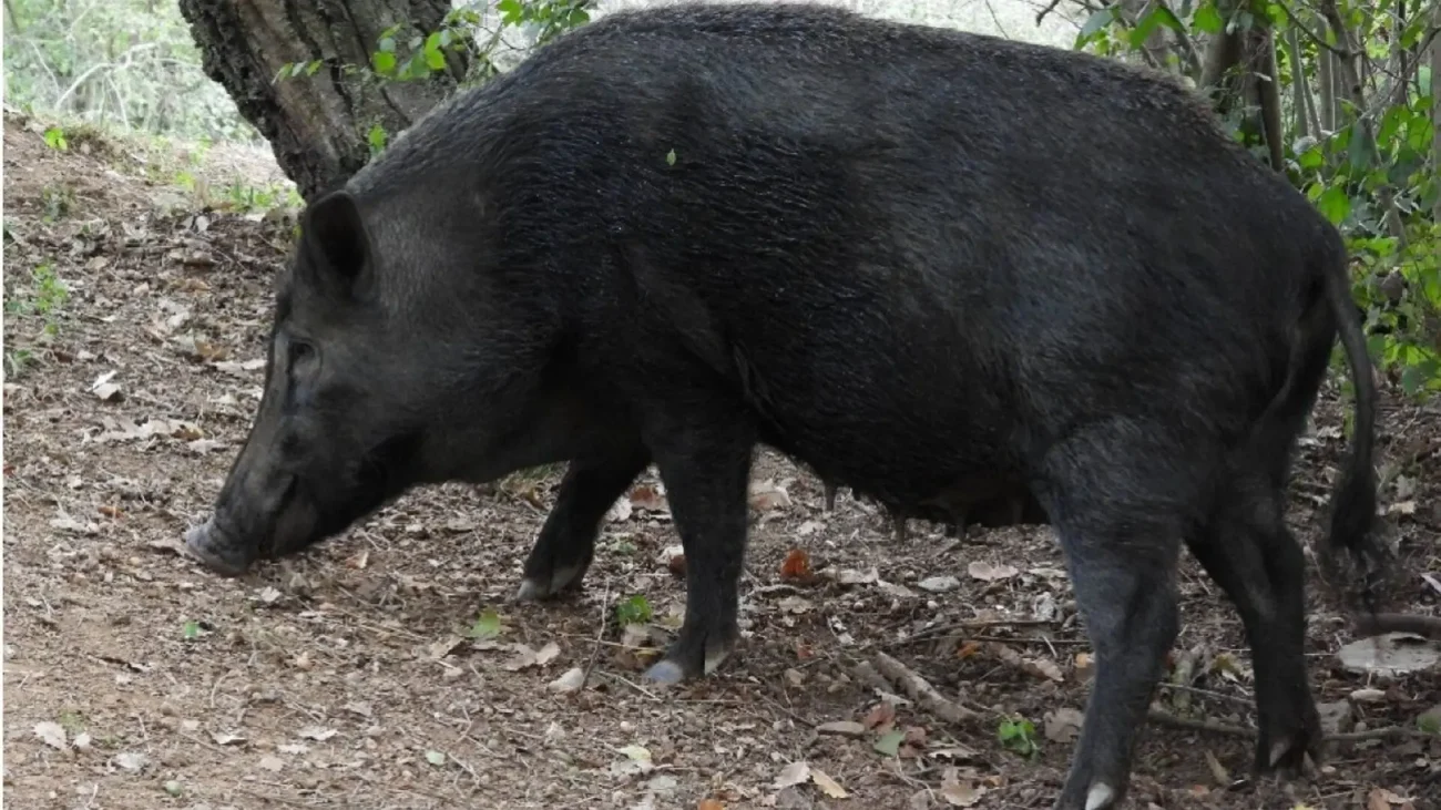 Un nuevo foco de peste porcina africana afecta a dos jabalíes en Cataluña – heraldo.es