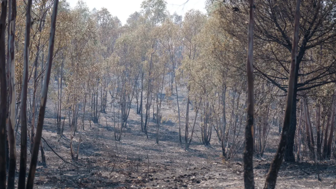La Junta reclama al Gobierno central declarar 31 municipios andaluces como gravemente afectados por los incendios y terremotos – 20Minutos