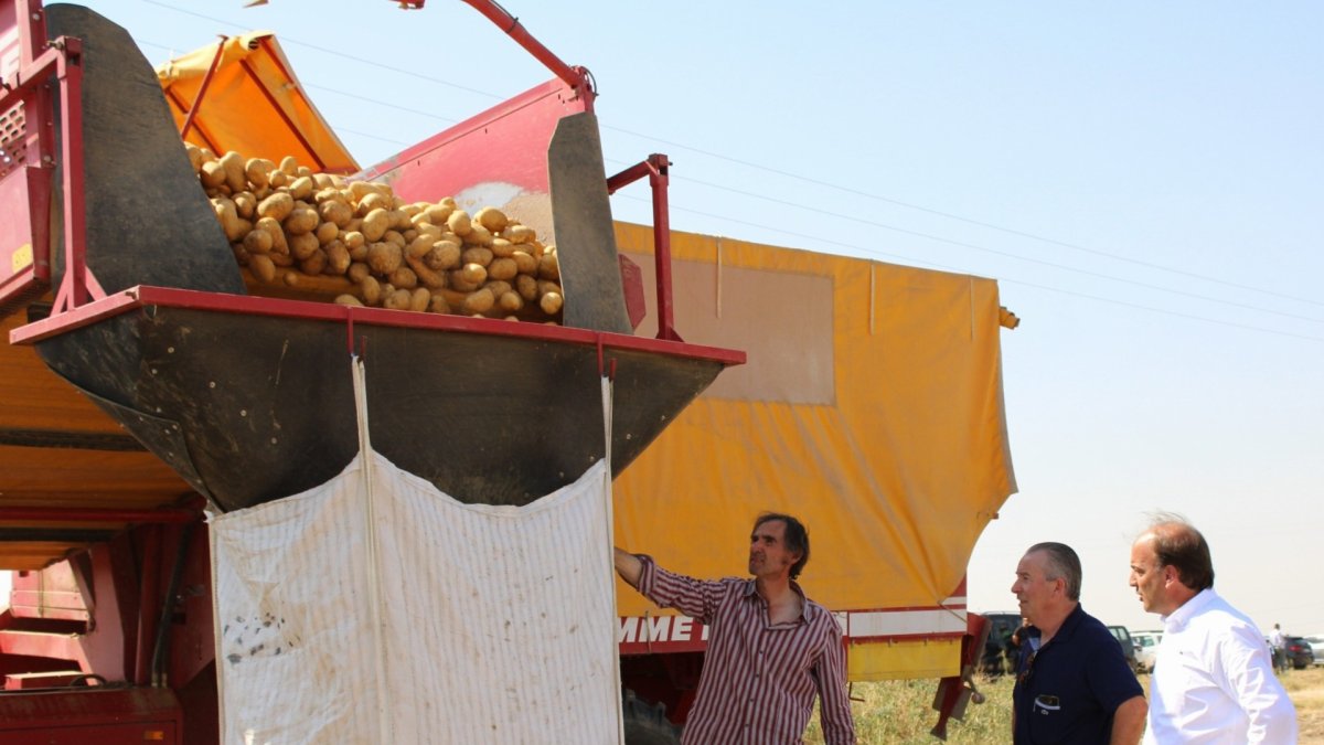 La Junta sitúa en 18 céntimos el coste de producir un kilo de patata y anuncia controles para garantizar precios justos – Diario de León