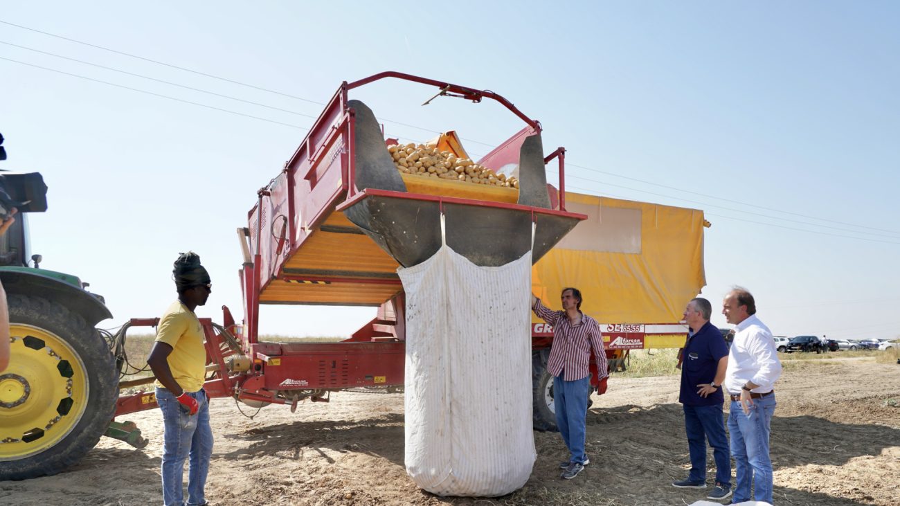 Un estudio cifra en 20 céntimos el coste del kilo de patata en Castilla y León y la Junta anuncia sanciones para quien pague por debajo – COPE