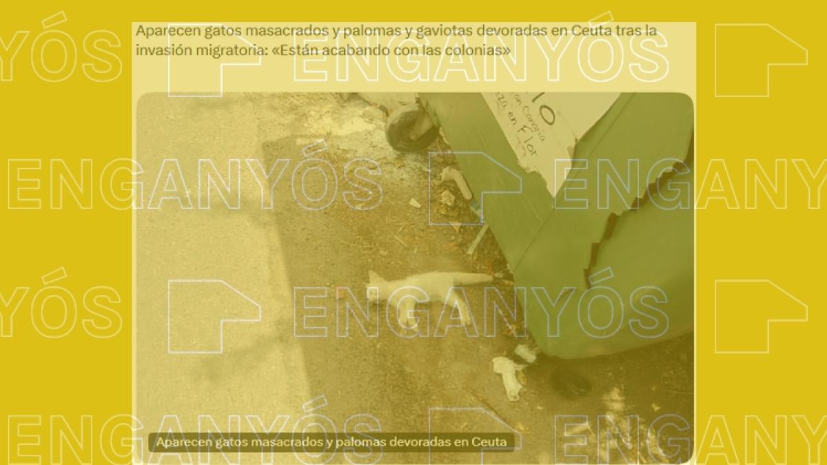 La imagen de un gato muerto en un contenedor no demuestra que en Ceuta estén “masacrando” ni “devorando” animales: fue un caso de envenenamientos en 2025 en Gran Canaria – La Vanguardia