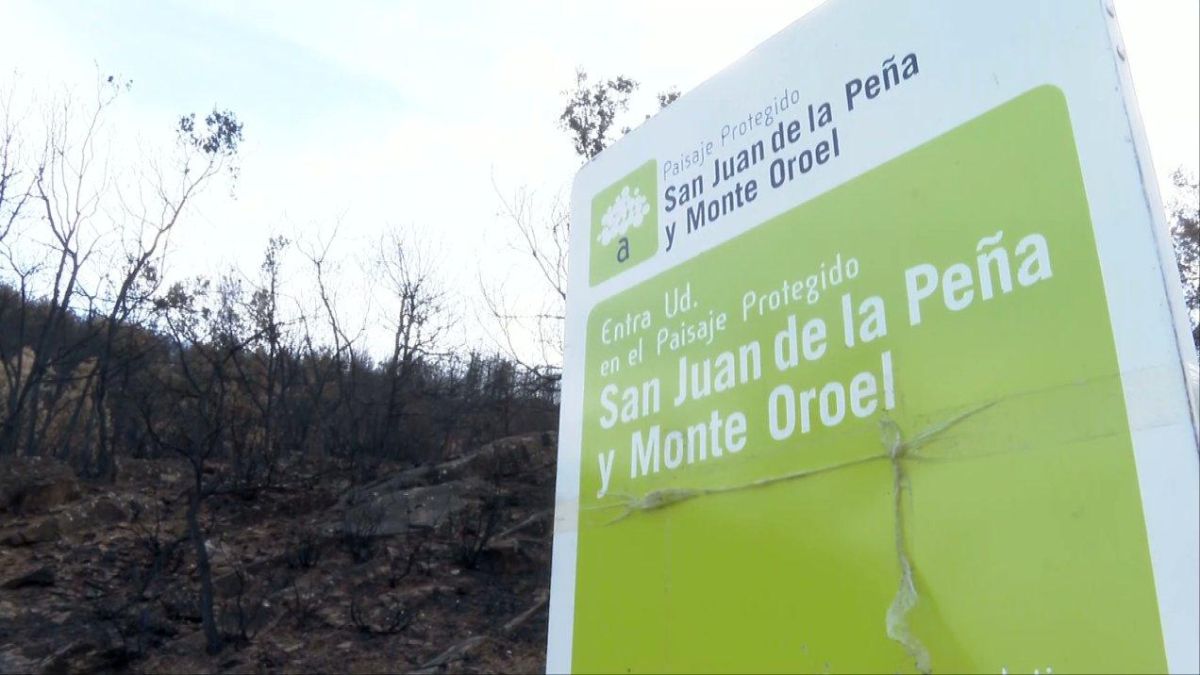 Otros efectos de los incendios forestales: cómo las llamas afectan a la fauna y la flora – Aragón Play