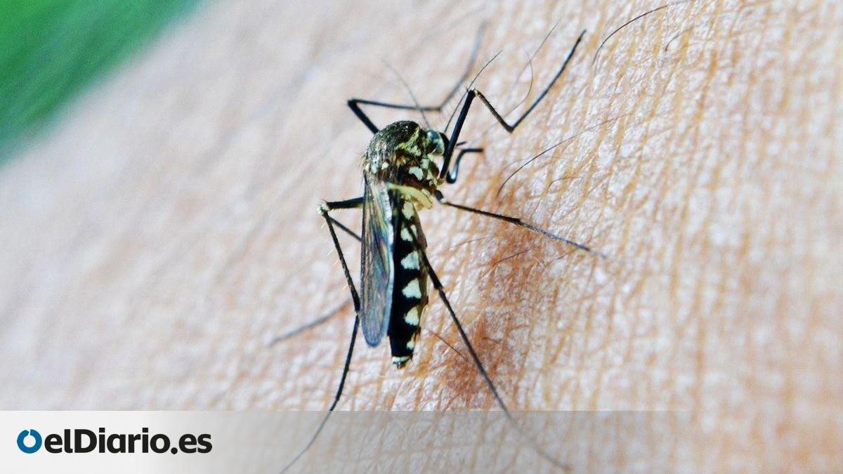 Extremadura confirma el tercer caso de fiebre del Nilo Occidental del año en un joven de 21 años – elDiario.es