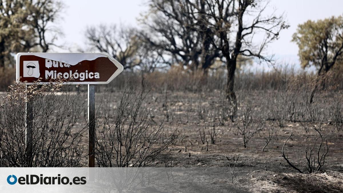 Castilla y León mantiene la vigilancia sobre sus grandes incendios pese a la mejora en Fermoselle, Burgohondo y Veguellina – elDiario.es