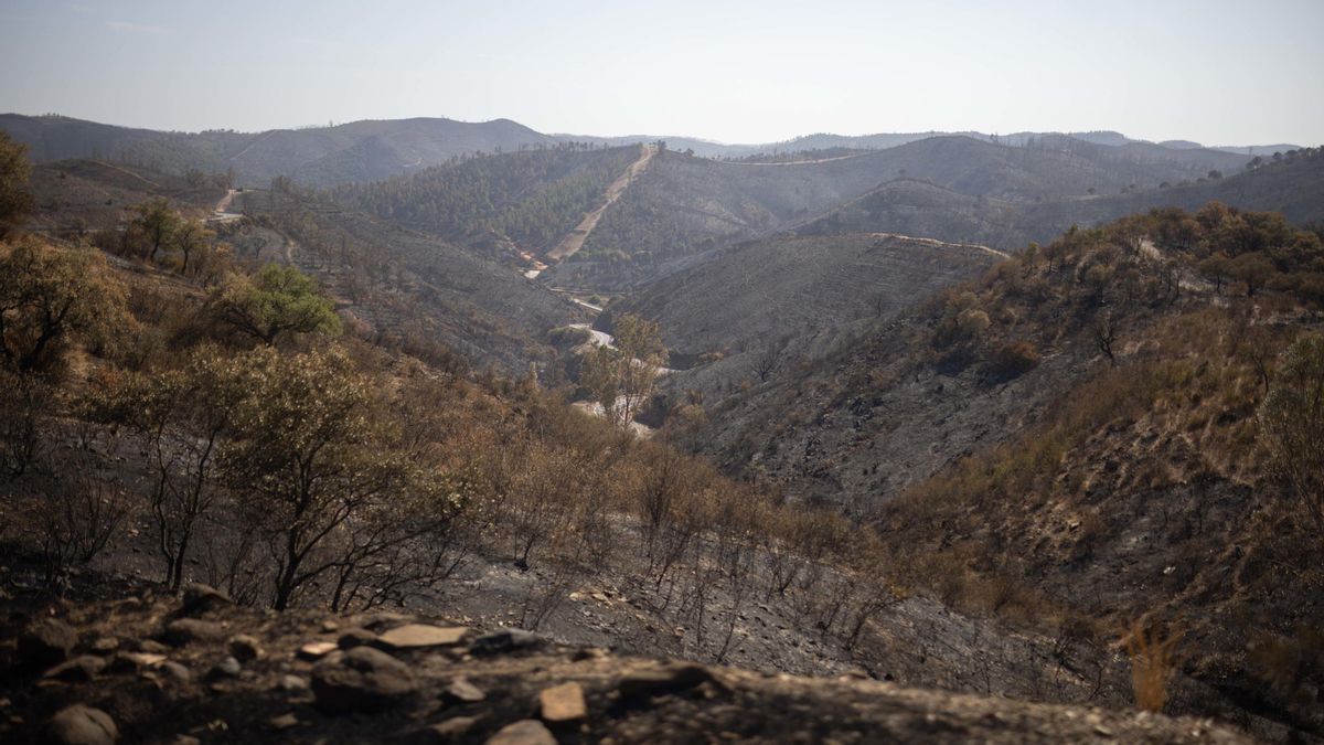 Las 33.000 hectáreas quemadas en el incendio de Niebla lo convierten en el segundo mayor de Andalucía – elDiario.es