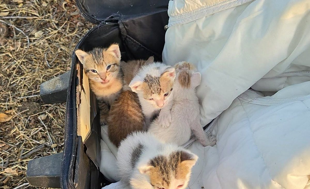 Rescatadas cinco crías de gato en el interior de una maleta en Calahorra – La Rioja