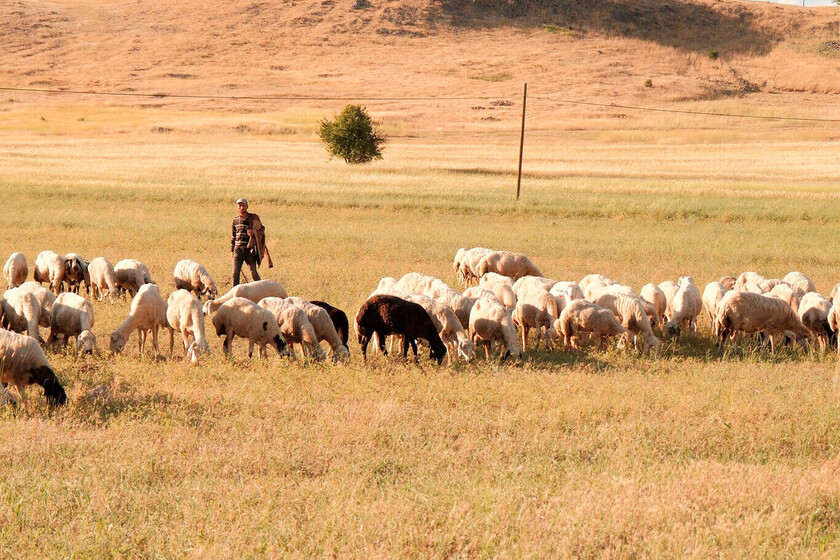 Ante la ola de calor, pastores de La Rioja han decidido salir con las ovejas a las cinco y volver «hasta que ya no puedan»