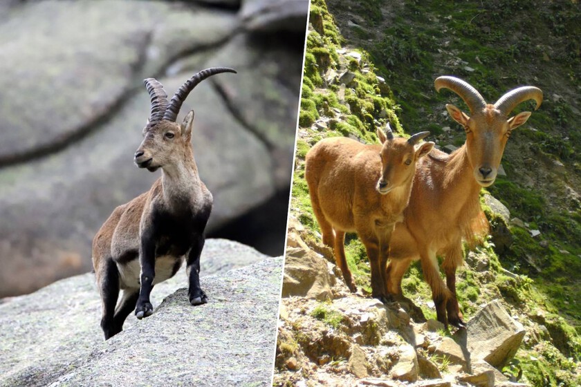 El arruí africano y la cabra montés llevan 50 años compartiendo montaña en España: la ciencia duda de que el arruí sea «invasor»