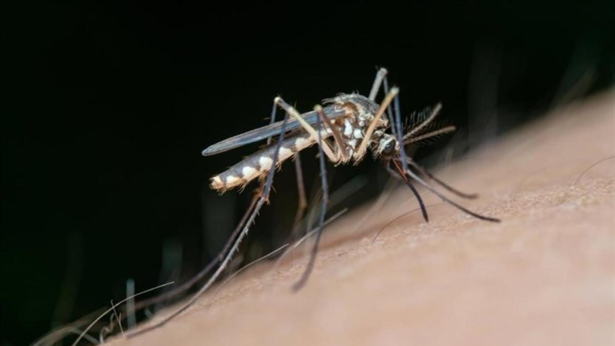El SES confirma cuatro nuevos casos de fiebre del Nilo en Extremadura – El Periódico Extremadura