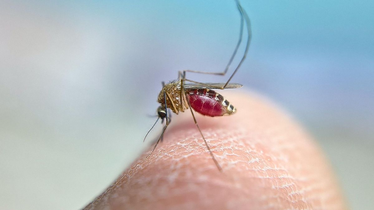 El virus del Nilo sigue al alza en Andalucía y suma tres nuevos casos graves en las provincias de Sevilla y Huelva – elDiario.es