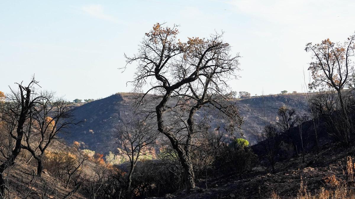 Las cenizas y la erosión por el incendio de Niebla amenazan uno de los embalses de Huelva: Andalucía activa un plan de emergencia para proteger el agua – El Correo de Andalucía