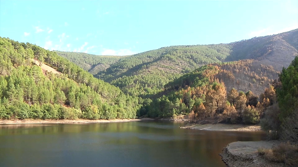 Los tejos milenarios de El Cerezal se salvan del incendio – Canal Extremadura