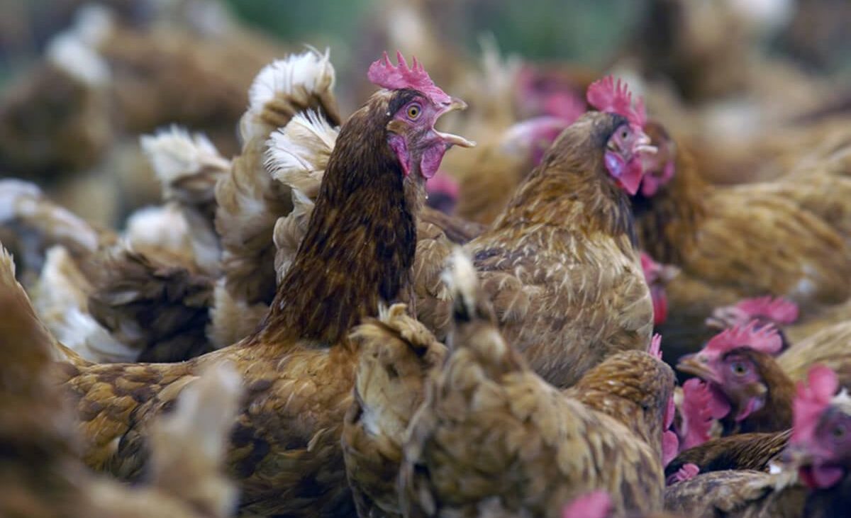 Castilla y León destina 1,5 millones para hacer frente a los focos de Newcastle y paliar en parte los costes que asumen las explotaciones – Agroinformacion
