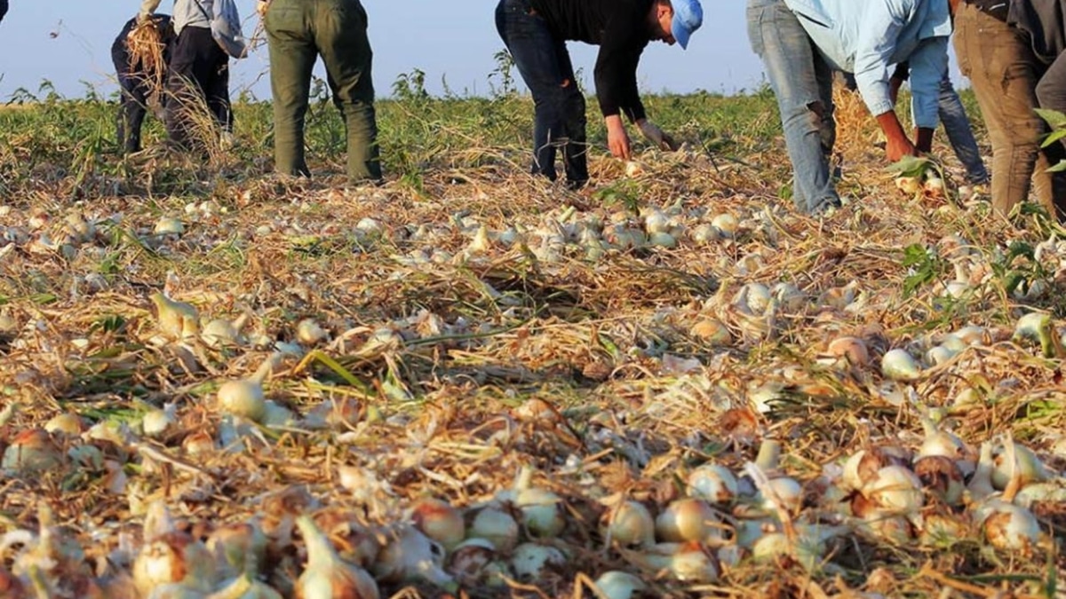 La Junta de Castilla y León amplía a nuevas comarcas la flexibilización de las zonas de no cosechado del ecorrégimen de biodiversidad – El Independiente