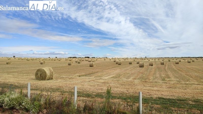 La crisis del cereal moviliza al campo de Castilla y León frente a las pérdidas del sector – SALAMANCArtv AL DÍA