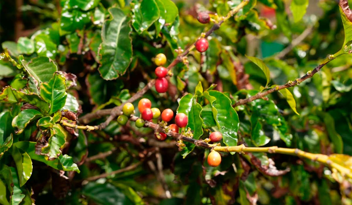 El único café que se cultiva íntegramente en España es de Canarias y está a punto de hacer historia – Diario de Avisos