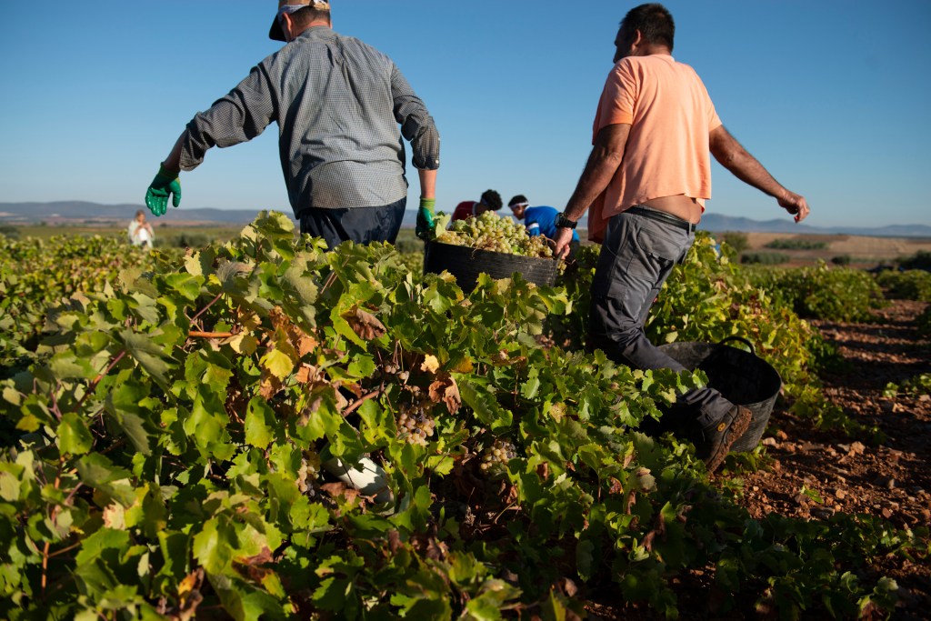 Castilla-La Mancha comienza por primera vez la vendimia en el mes de julio – EFE – Agencia de noticias