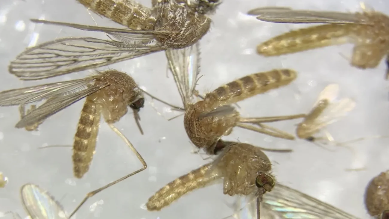 Tres nuevos casos elevan a 59 los afectados por virus del Nilo en Andalucía – EFE – Agencia de noticias