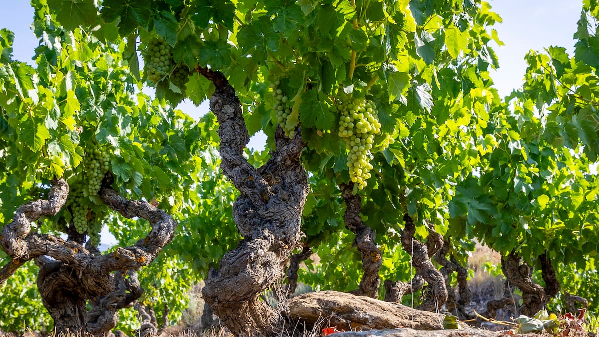 La Rioja recibirá 4,6 millones de ayudas del Gobierno de España para la compra de fertilizantes – Cadena SER