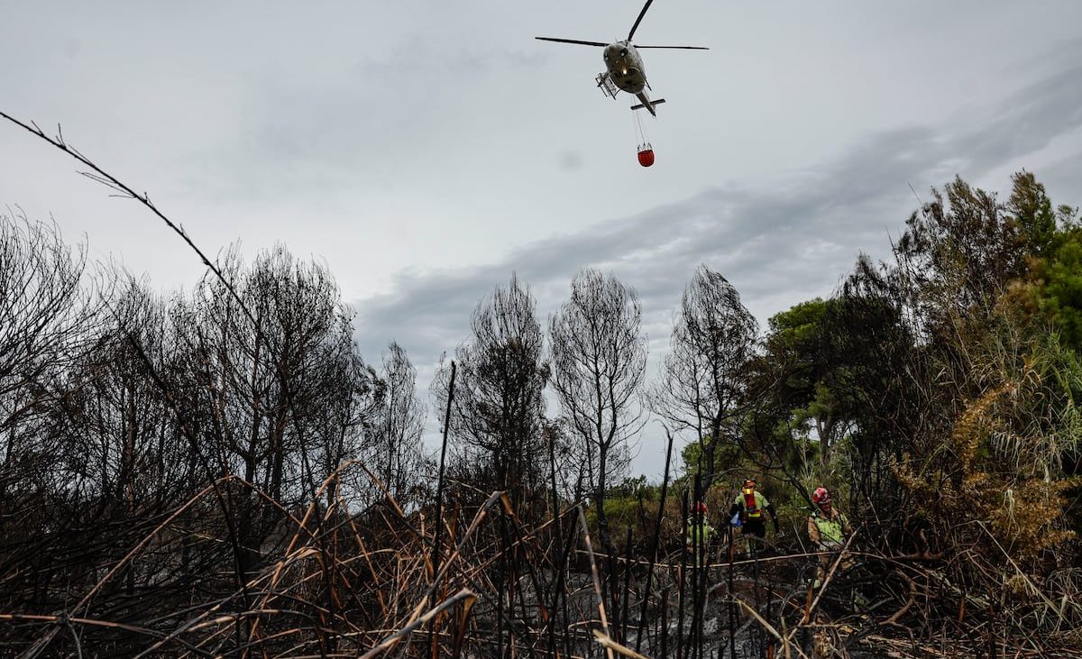 El Saler de Valencia tardará unos 20 años en recuperarse de uno de los peores incendios de su historia – EL PAÍS