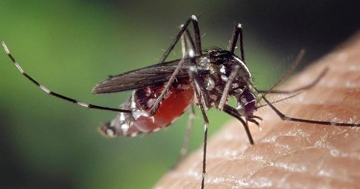 El virus del Nilo llega a Málaga con una nueva alerta en el distrito de Campanillas – ABC
