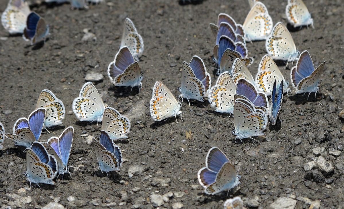 Las mariposas mediterráneas se mudan al País Vasco en busca del clima del pasado – EL PAÍS