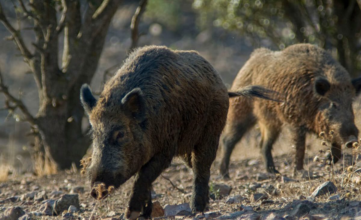 Cataluña completa su primera semana sin casos positivos de peste porcina en la zona de alto riesgo desde que se inició el brote – Agroinformacion