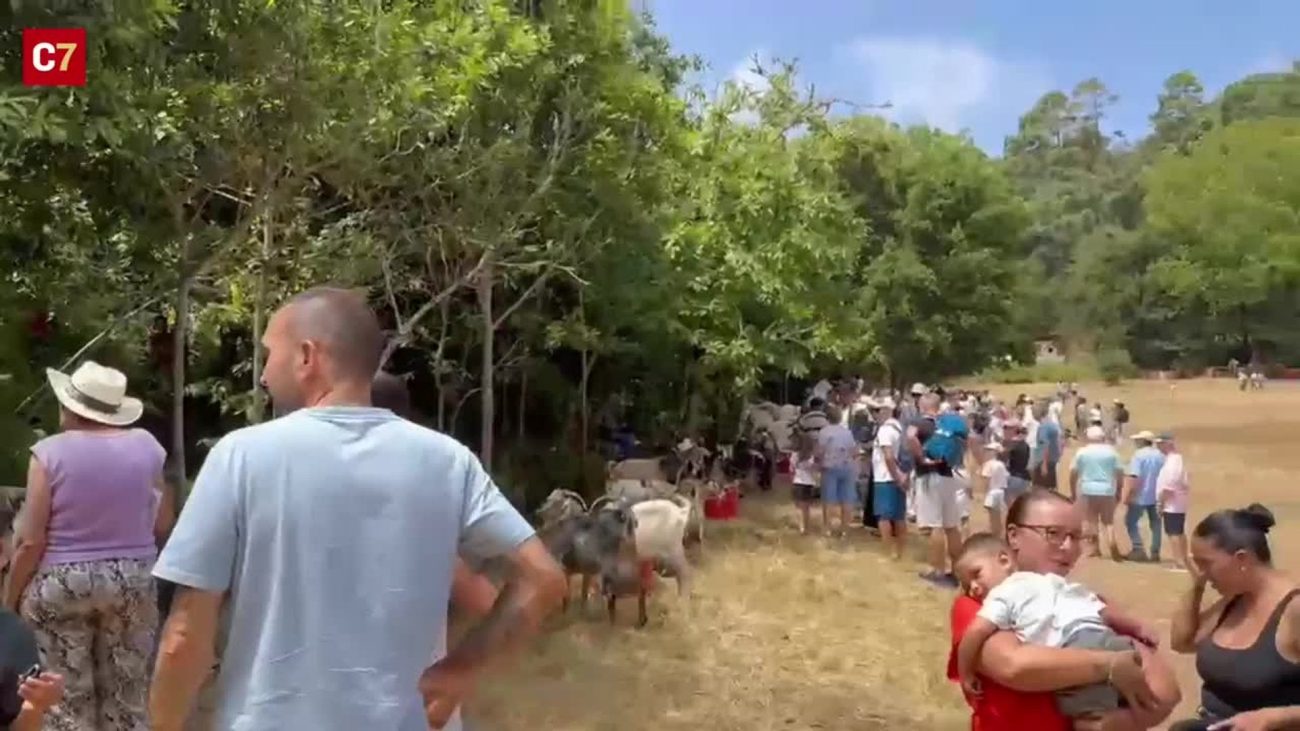 La Feria de Ganado da el pistoletazo de salida a las Fiestas del Pino – Canarias7