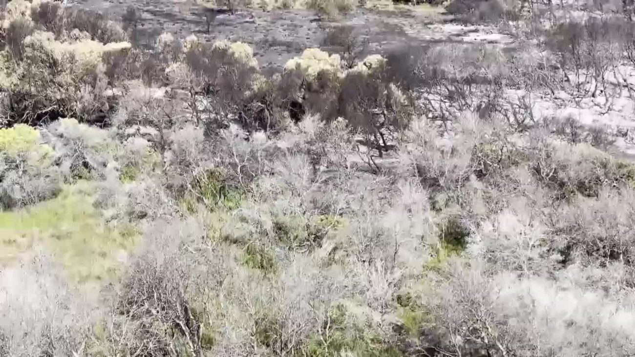Seguimiento del incendio de El Saler (Valencia) – ABC