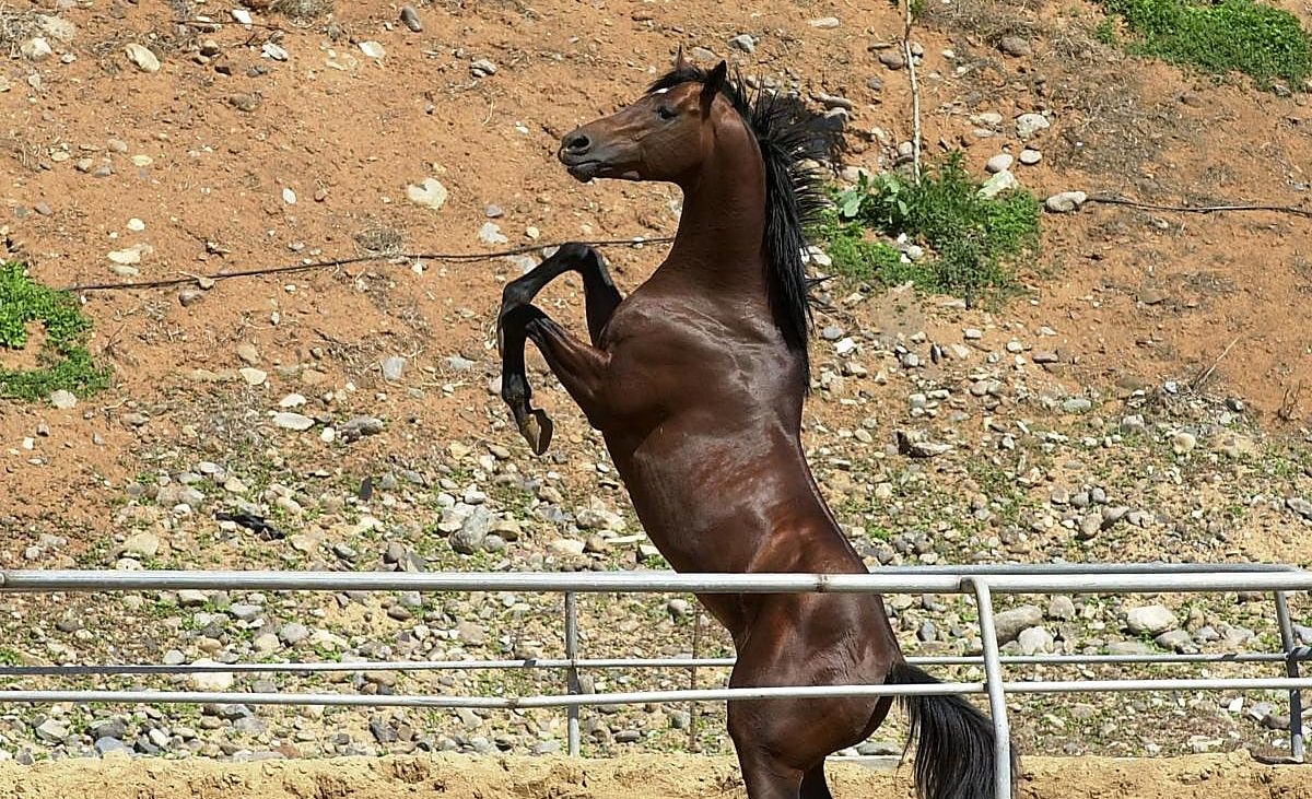 El virus del Nilo Occidental llega a Canarias: detectan el primer caso en un caballo en el sur de Gran Canaria – Canarias7