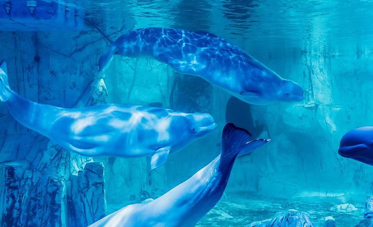 Las dos belugas y los cuatro delfines rescatados por el Oceanogràfic de un acuario canadiense ya están en Valencia – Las Provincias