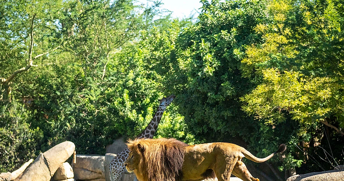 Bioparc Valencia se ratifica en la élite mundial del 10% de mejores atracciones turísticas en TripAdvisor – ABC