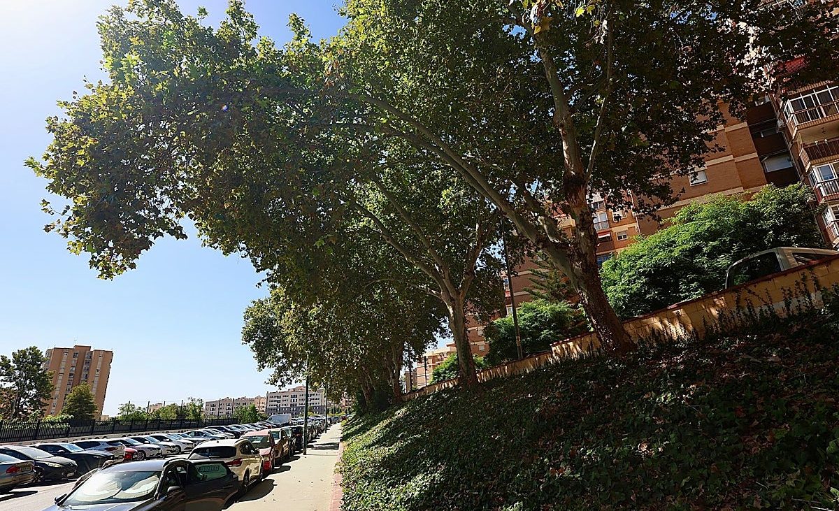 Nuevas denuncias por caídas de ramas en Málaga tras el grave suceso del pasado sábado – Diario Sur