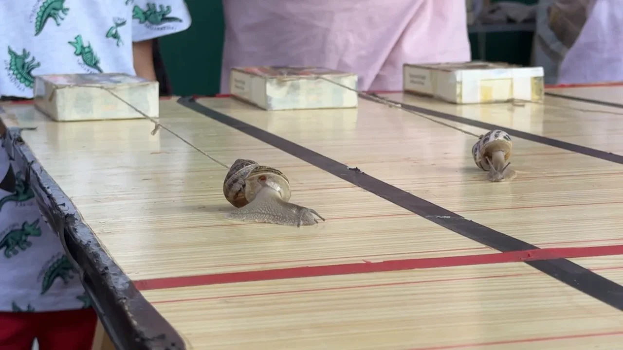 La carrera de caracoles de Tricio, en La Rioja, ya tiene ganador y su nombre es igual de peculiar que la competición: «Papapoya» – antena3.com