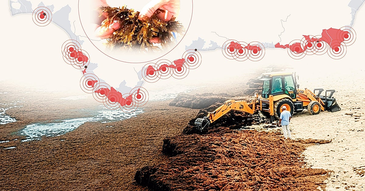 El alga invasora se expande por toda Andalucía, incluido Cabo de Gata, y amenaza al norte de España – ABC