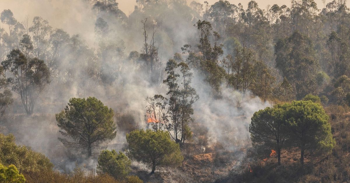 Niebla recupera la normalidad tras el pavoroso incendio, ya extinguido – Canal Sur