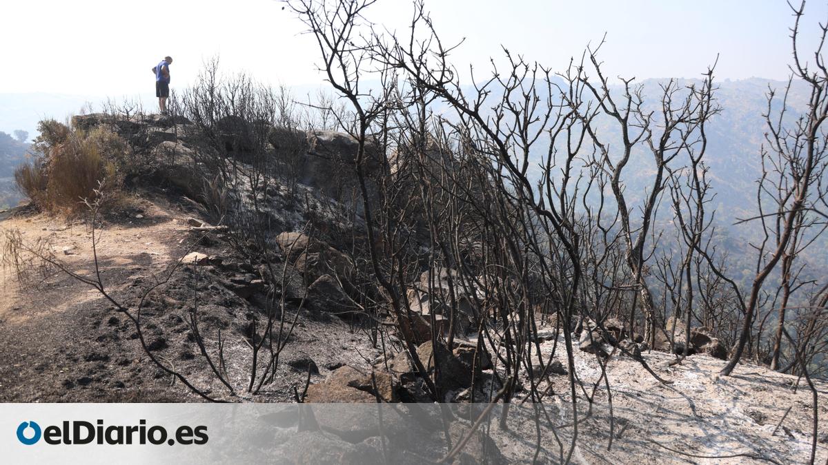 Castilla y León da por extinguido el incendio forestal de Fermoselle, en Zamora tras calcinar unas 11.150 hectáreas – elDiario.es