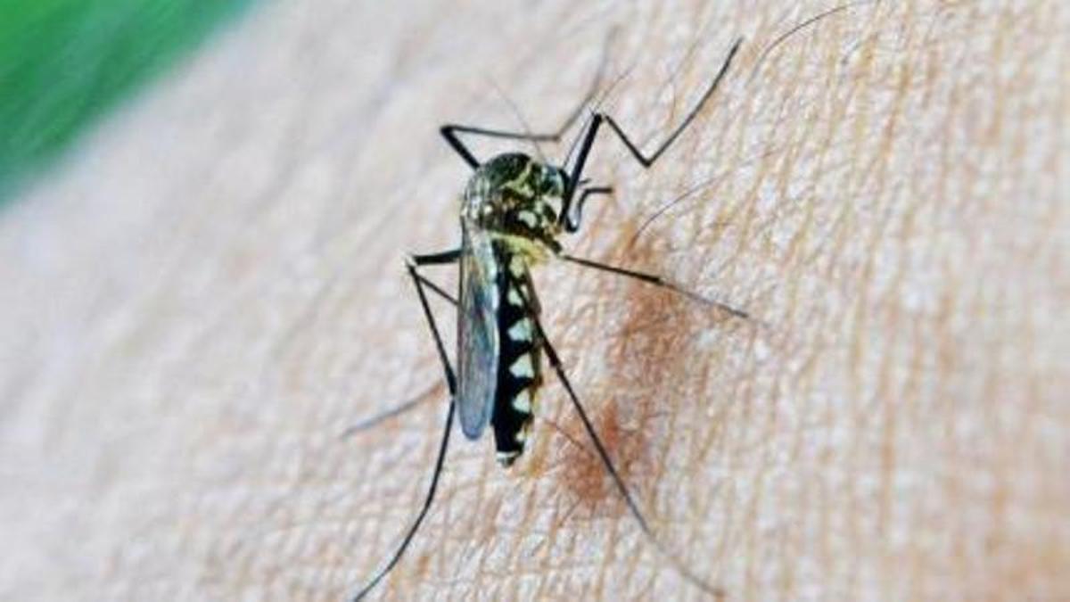 Fallece una mujer de 68 años en Extremadura por el virus del Nilo Occidental – El Periódico Extremadura