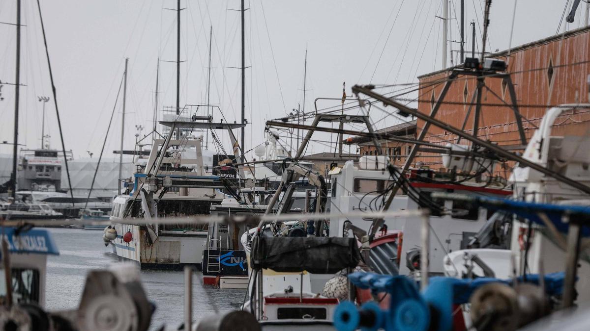 El Govern actualiza la regulación de las cofradías de pescadores de Baleares y simplifica los trámites para el buceo – Diario de Mallorca