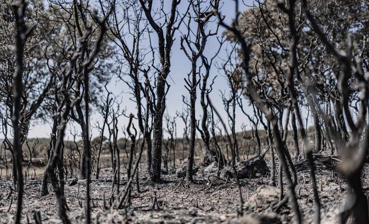 Los incendios forestales han calcinado ya más de 186.544 hectáreas en 2026, con 38 grandes fuegos registrados
