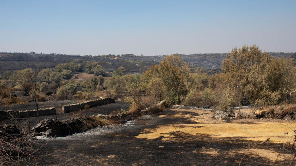 Castilla y León reparte 1,8 millones a 339 agricultores afectados por los incendios de este año – Forbes España