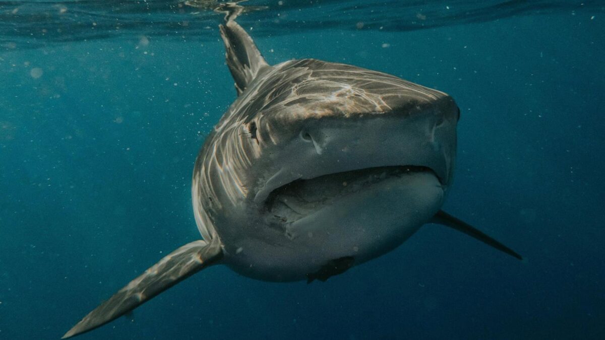 Un estudio confirma la ausencia de grandes tiburones en el mar balear y evidencia la urgencia de medidas de protección – Forbes España