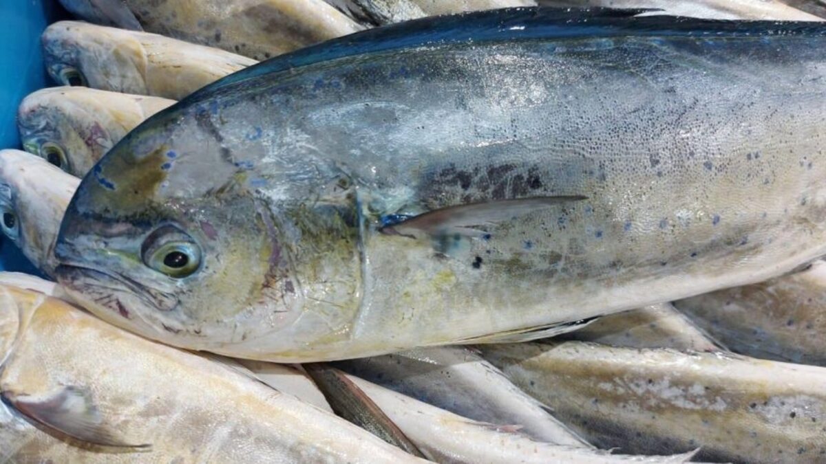 La temporada de pesca de llampuga comenzará este martes en Baleares – Forbes España