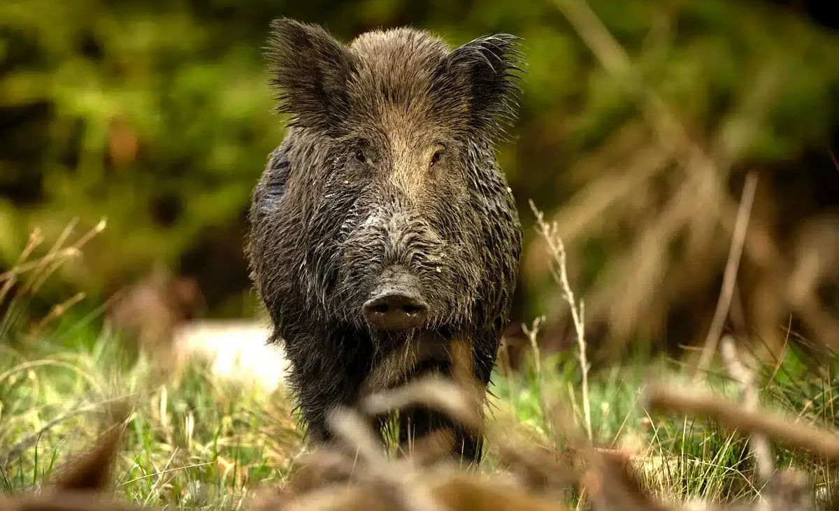 Cataluña encadena dos semanas sin nuevos casos de peste porcina africana tras detectar 379 jabalíes infectados – Revista Jara y Sedal