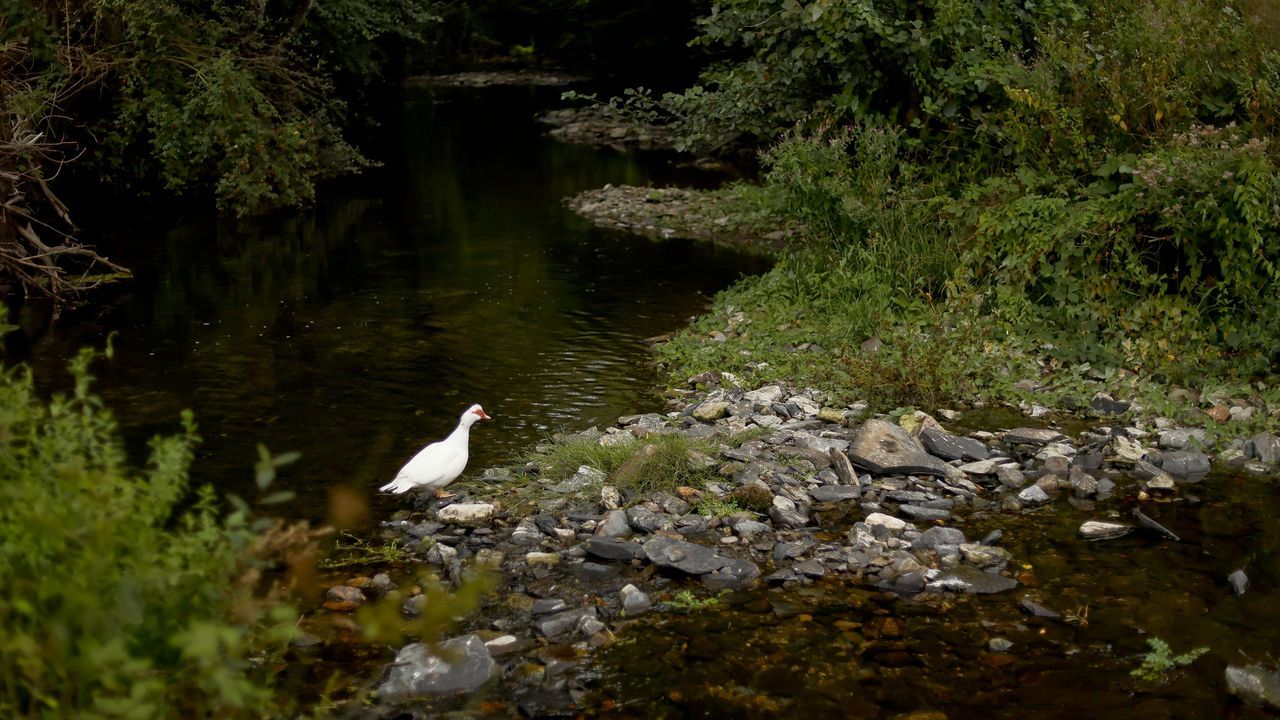 Empresas lácteas de Lugo empiezan a recibir agua en cisternas debido a la sequía – La Voz de Galicia