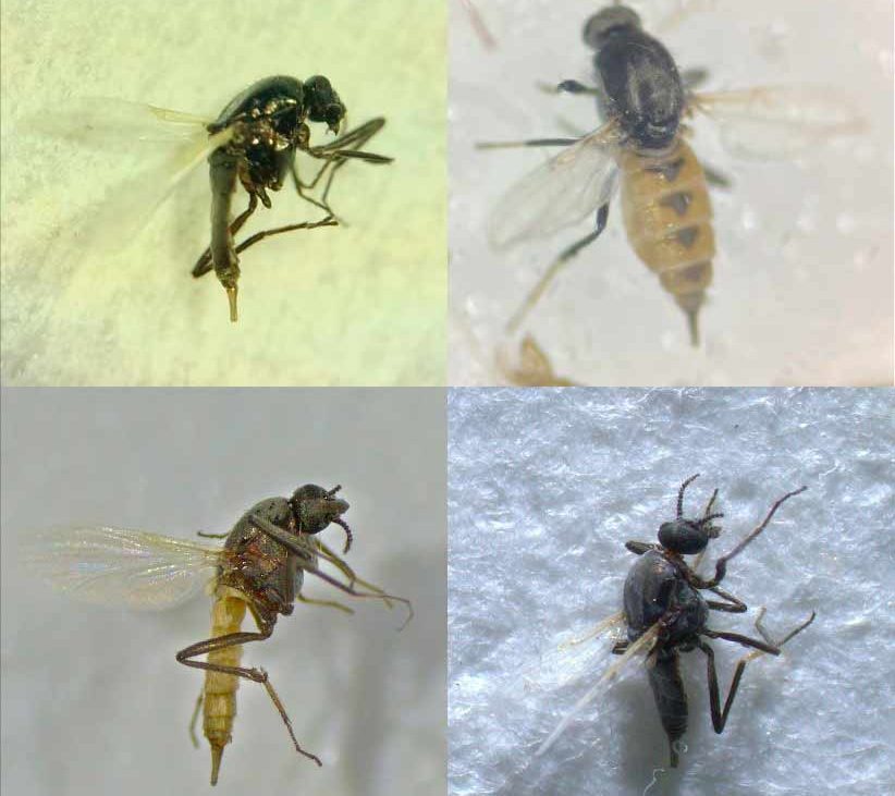 Descubren cuatro nuevas especies de moscas ‘chupasangre’ en Andalucía al estudiar el virus del Nilo – novaciencia.es