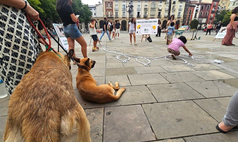 Una vela por los animales que siguen buscando familia en La Rioja – NueveCuatroUno