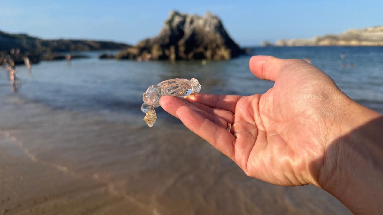 Algas, carabelas y ahora salpas llegan a las playas de Cantabria – El Diario Montañés