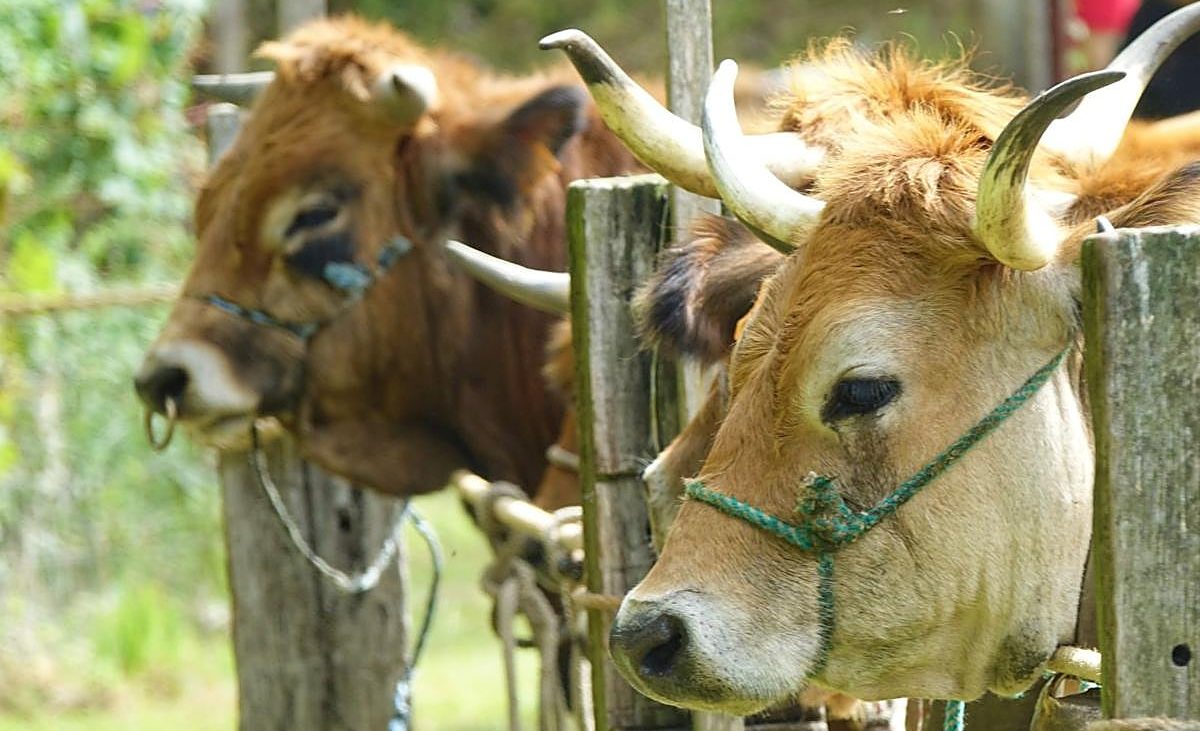URA da la voz de alarma: el campo asturiano afronta «la mayor crisis en décadas» – El Comercio