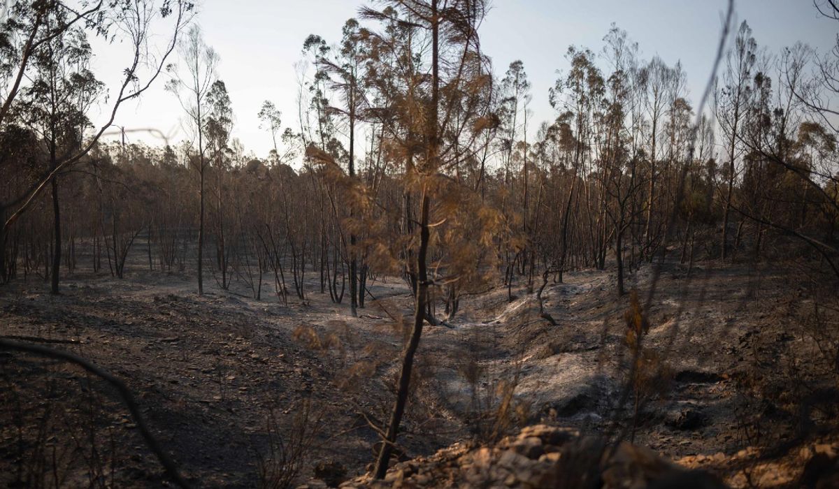 Sierra Bermeja, Los Gallardos y Niebla: los incendios de sexta generación se consolidan en Andalucía – Vozpopuli